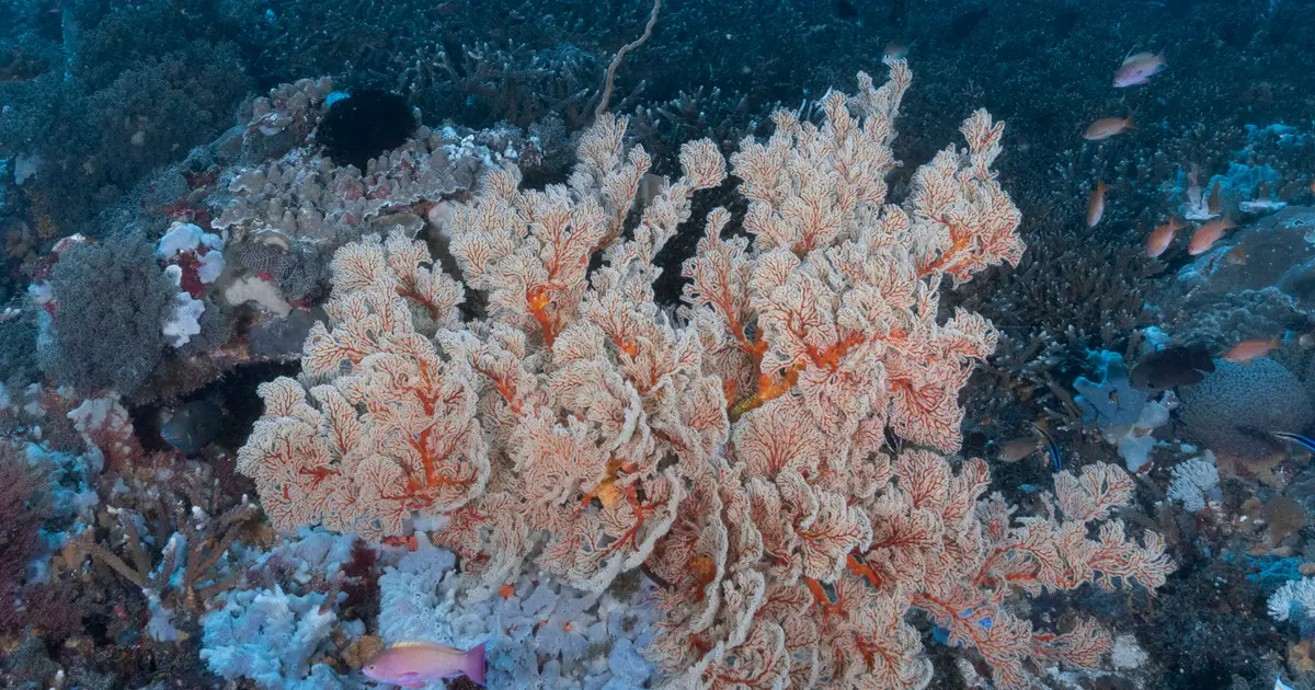 Against the odds: Why some ecosystems thrive