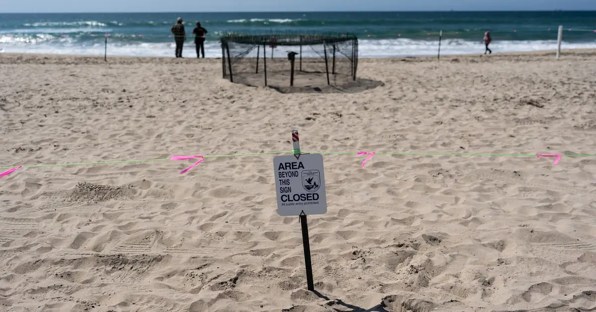 Agency says sea turtle eggs laid on California beaches are a first for the US West Coast