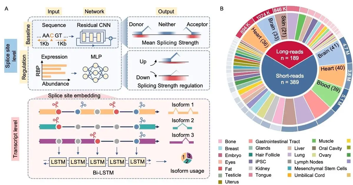 AI-driven framework enables precise prediction of RNA splicing and isoform usage