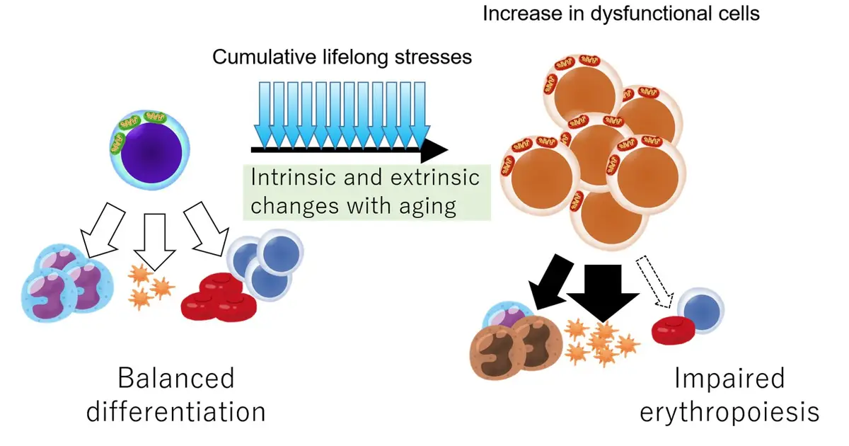 AI helps identify regulatory hub for aging in hematopoietic stem cells