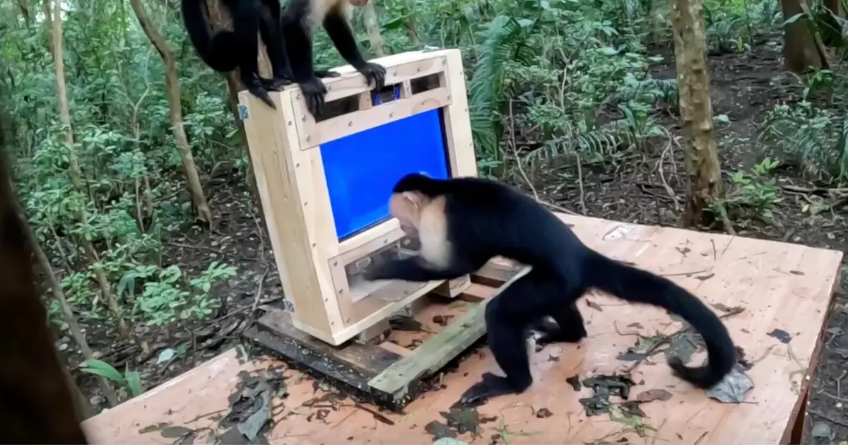 AI opens new era in cognitive studies of wild primates