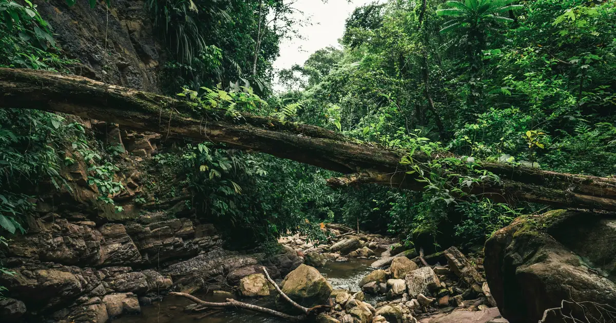 How Bolsonaro's statements destroyed the rainforest