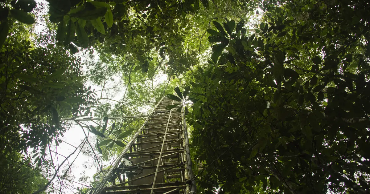 Amazon rainforest emits new stress-defense molecules during El Niño drought