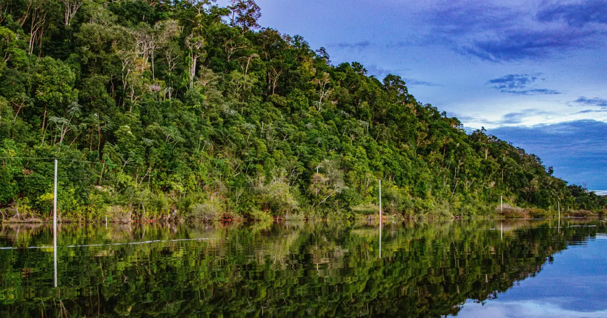 Illegal gold mining causes surges in malaria in the Amazon, and the association is far worse than suspected