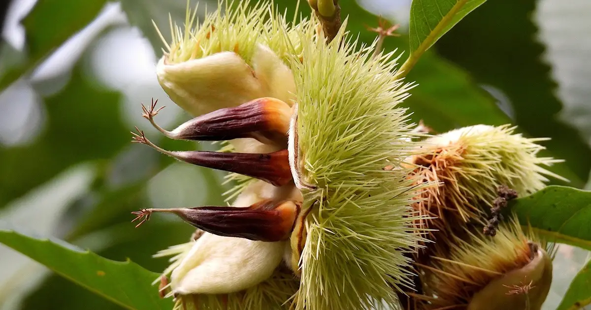 New genetic approaches raise hopes for restoring the American chestnut to its former glory