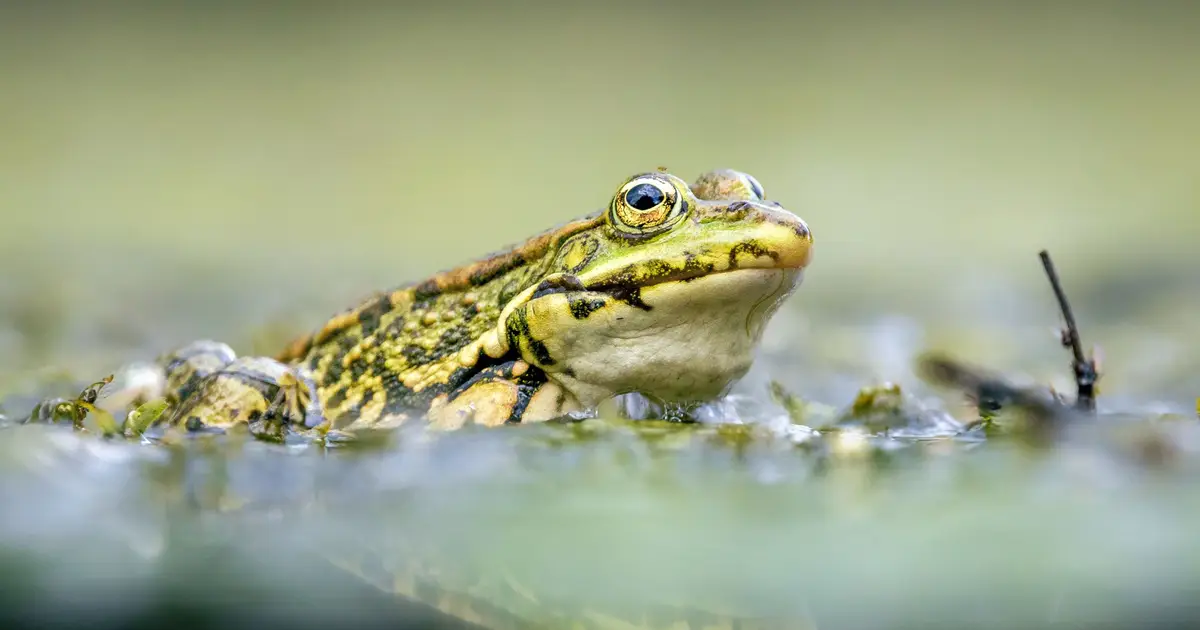 Climate change is forcing amphibians to change their diet—but they can only adapt so far
