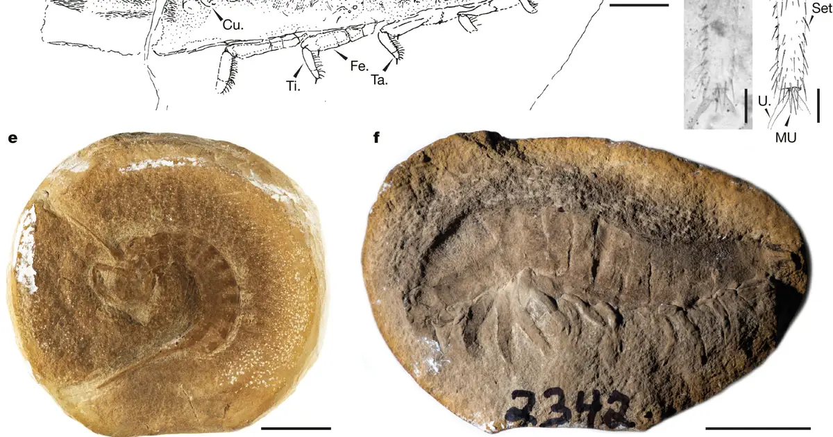Texas fossil reveals early insects kept aquatic limbs during move onto land