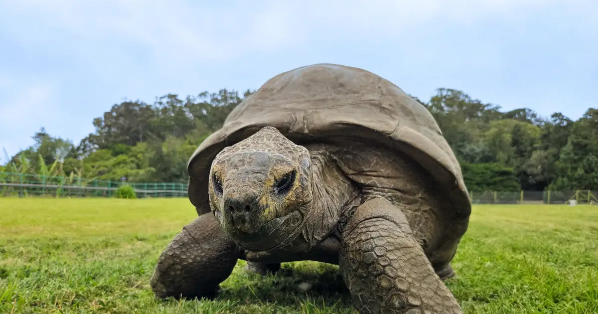 An extremely old giant tortoise named Jonathan may hold the secret to a long, healthy life