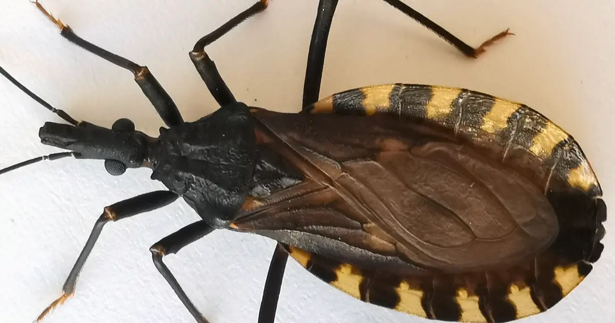 Immune-inspired public health strategy improves detection of disease-carrying insects