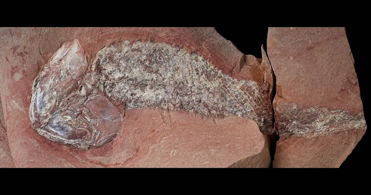 Ancient armored fish that narrowly avoided meteorite strike reveals life before Earth's largest mass extinction