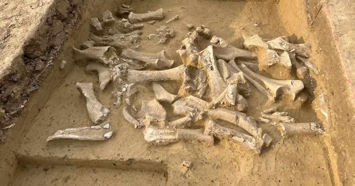 Ancient DNA reveals Ice Age humans targeted female woolly mammoths