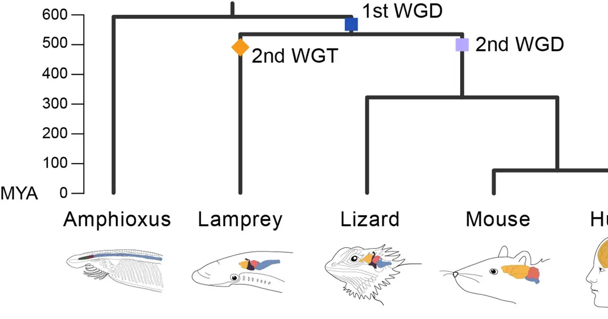Ancient genome duplications laid the foundations of complex brains, research suggests