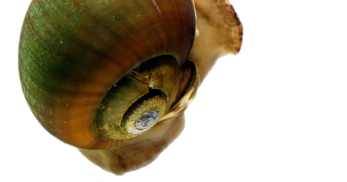 Jurassic viral gene may have helped apple snails start laying eggs on land
