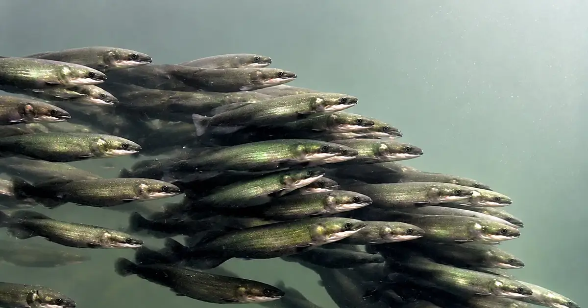 Amazon fish reveal a synchronized survival tactic that could transfer to drone swarms