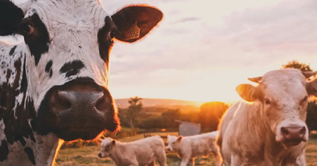 Gentle nudges for increased animal welfare