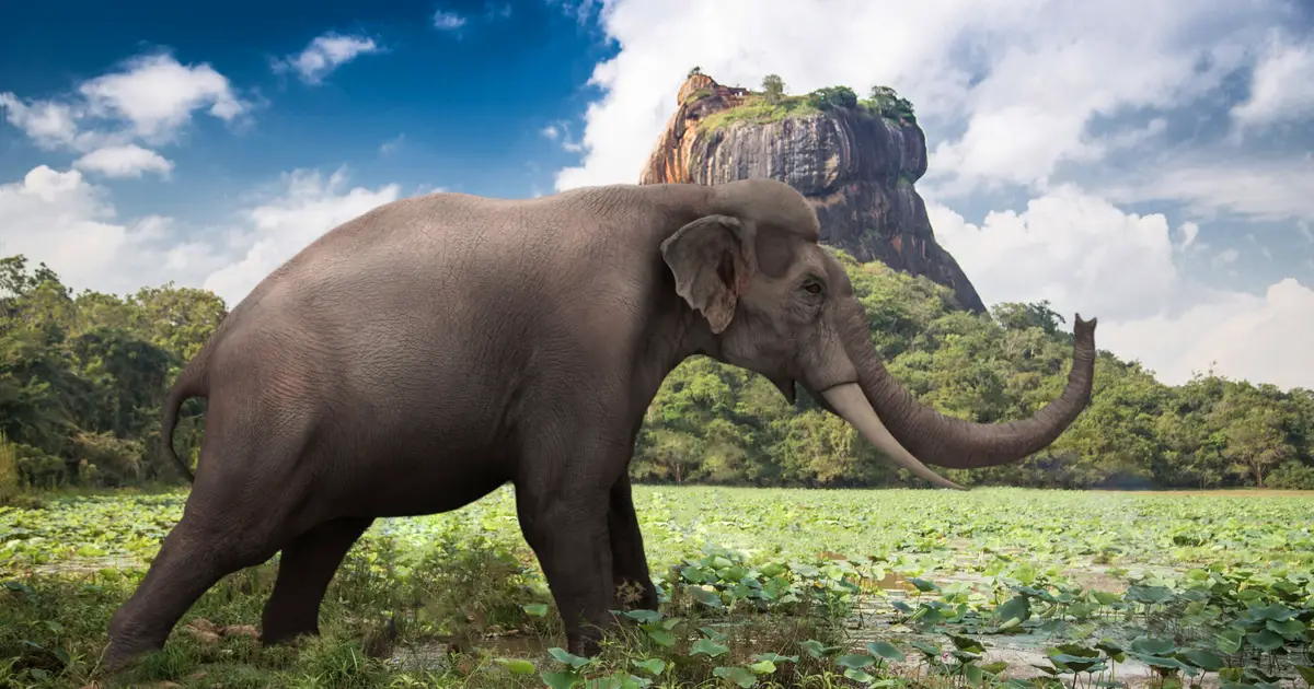 Artists reconstruct extinct Sri Lankan megafauna