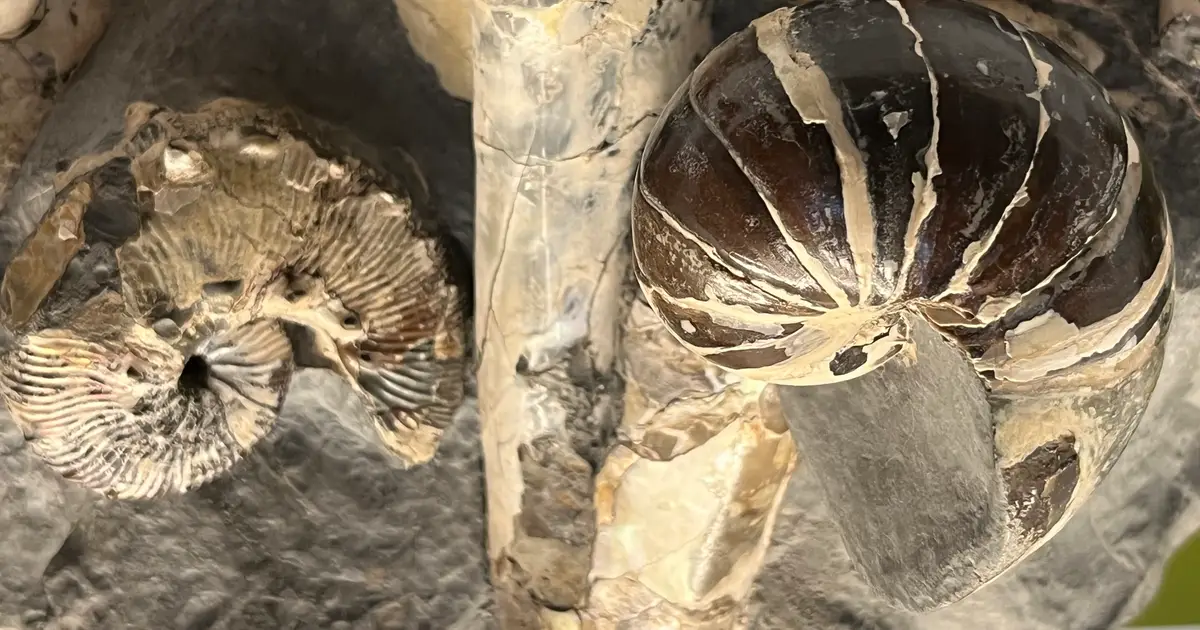 Tiny eggs may explain why ammonites vanished while nautiloids survived asteroid aftermath
