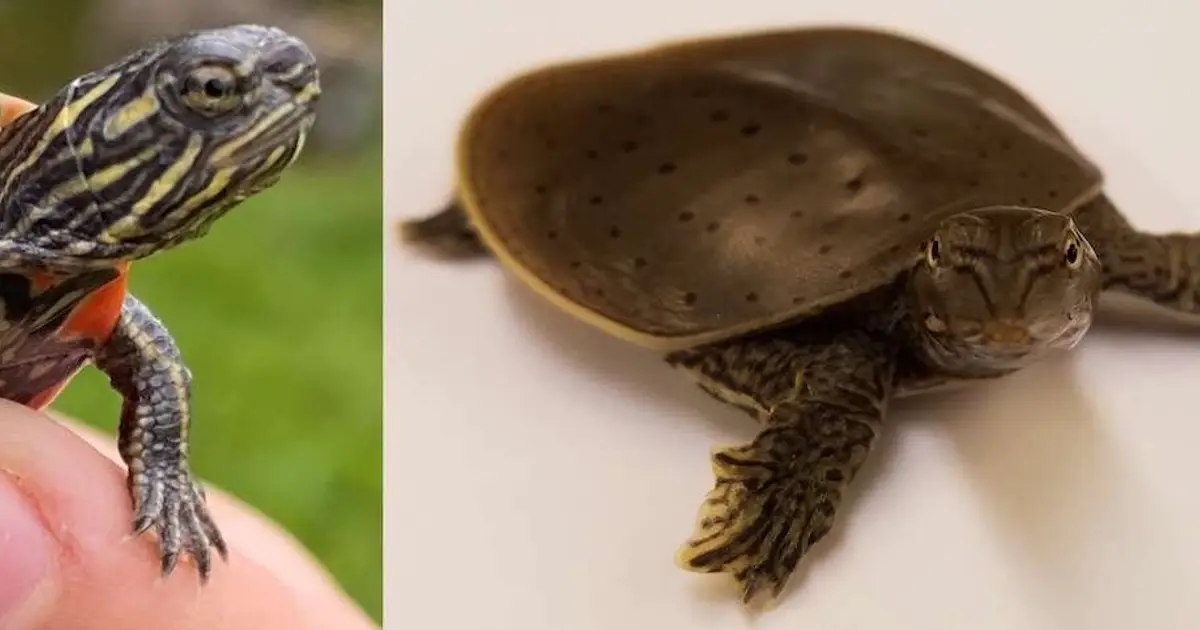 Antenna-like cell appendage may help turtle embryos sense sex-deciding nest temperatures