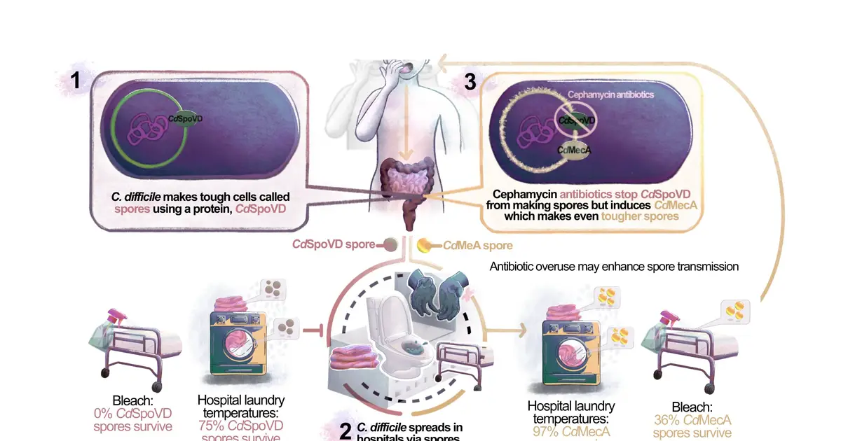 Resistance gene helps C. difficile spores survive hospital-grade disinfectants