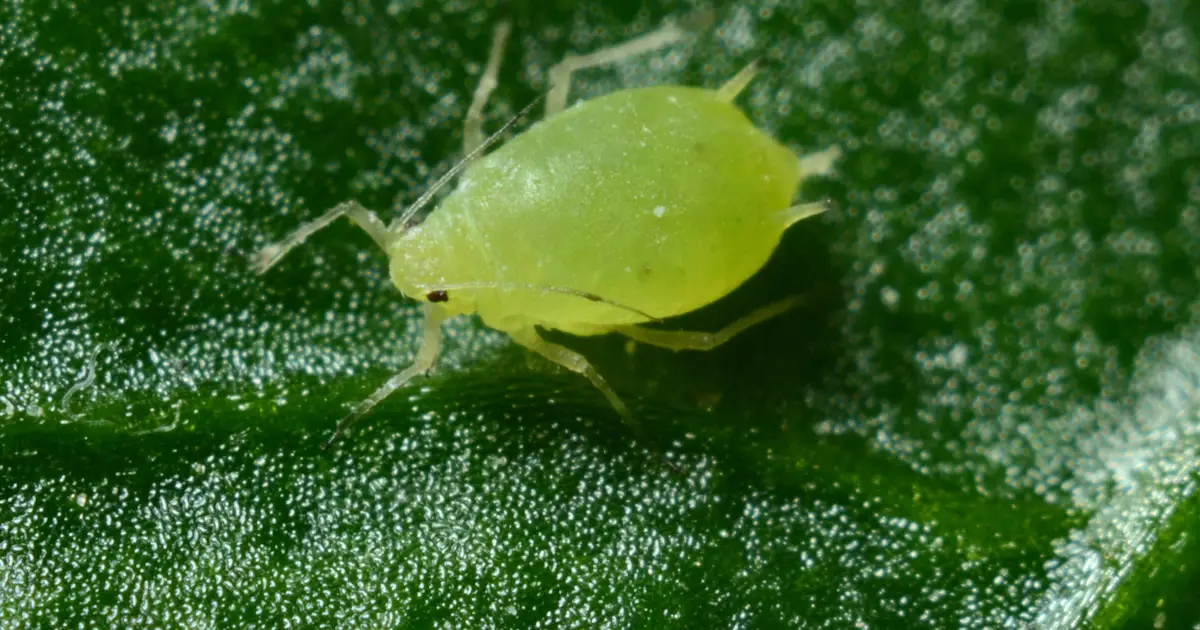 Rethinking bluegreen aphid control as insecticide resistance spreads