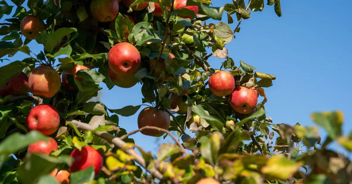 Why apples react differently to climate change than wheat