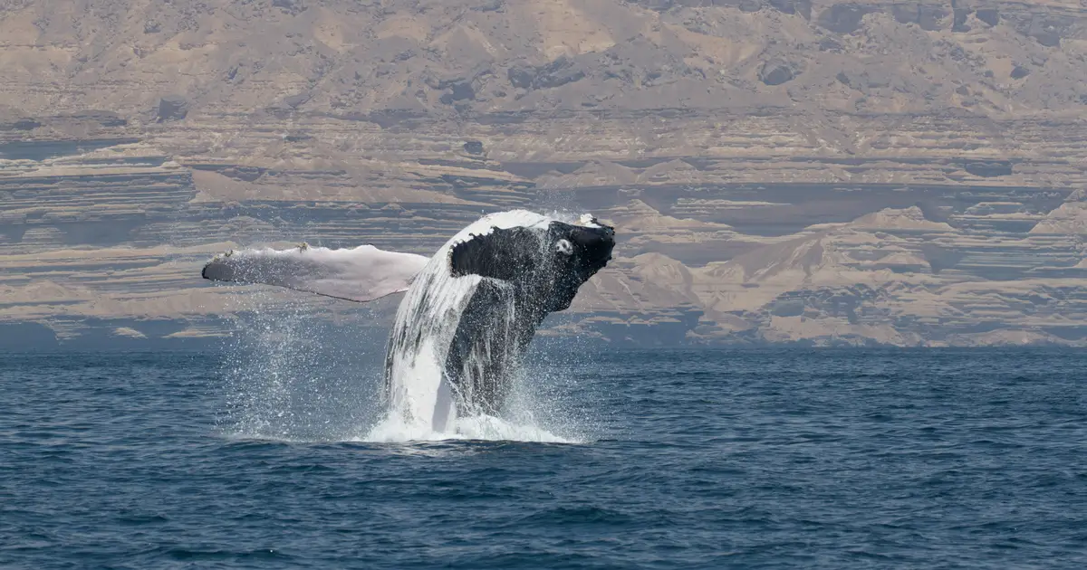 Arabian Sea humpback whale's long-distance trip further highlights species' unique ecology