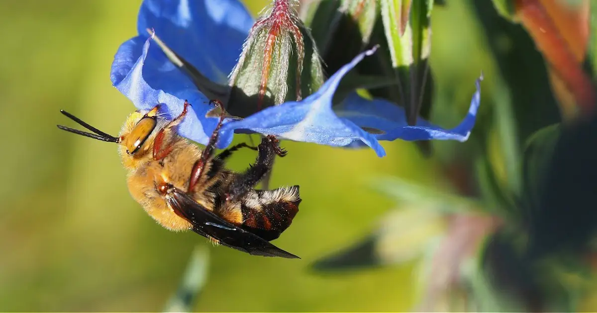 Are Australia's native bees thriving or declining?