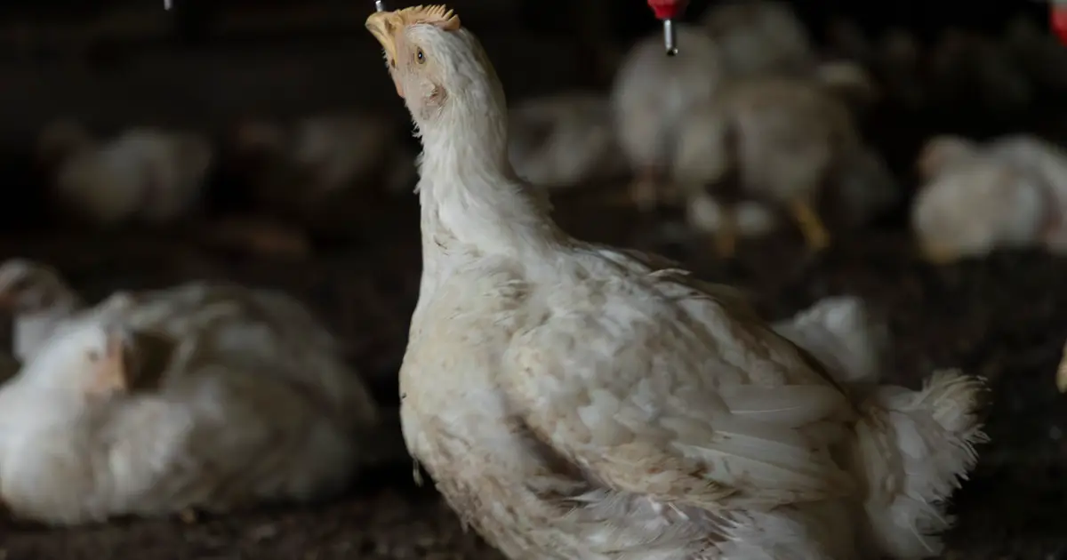 Genetic neighborhoods distinguish harmful poultry bacteria from harmless strains