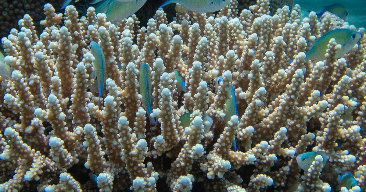 Artificial light is keeping reef fish awake, and the effects may ripple across coral reefs