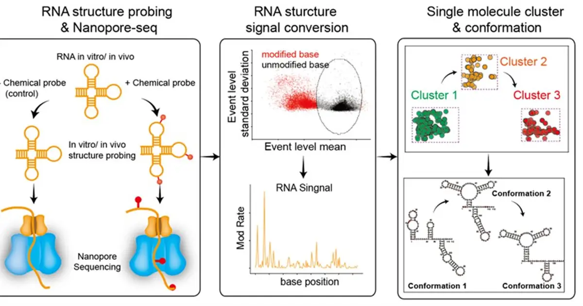 Single-molecule RNA mapping may reveal how shape shifts steer health and disease