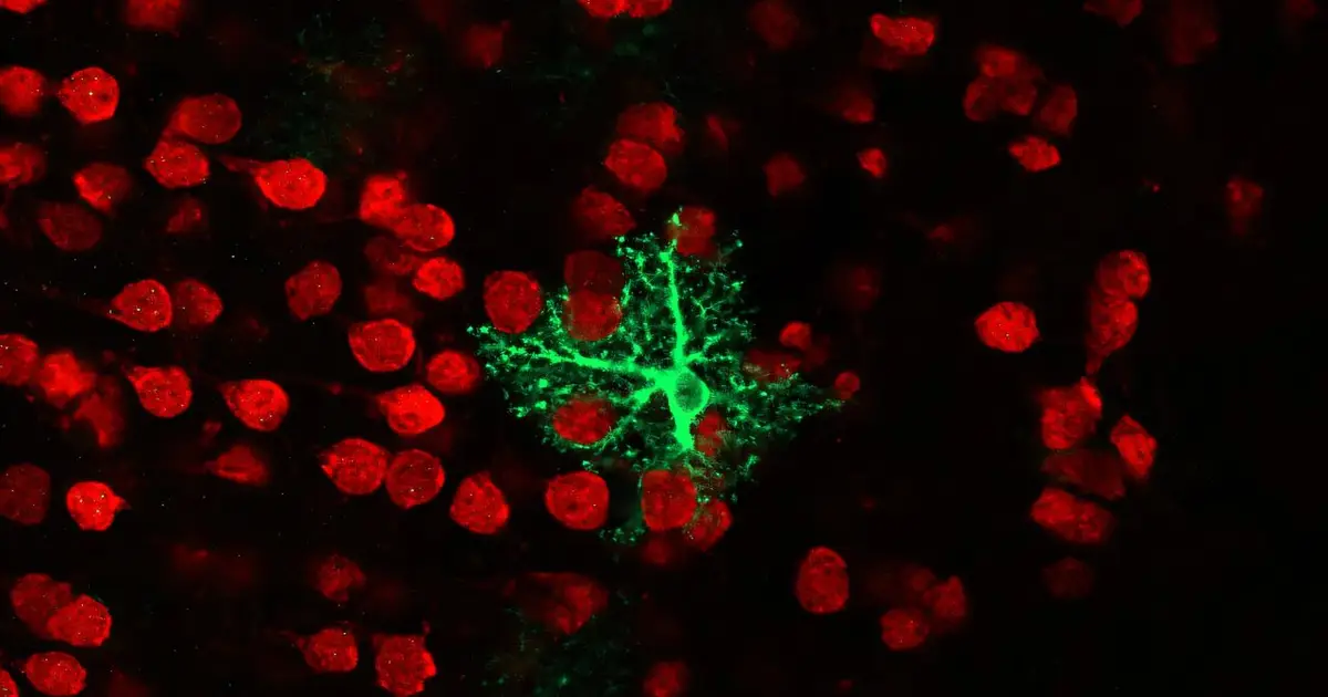 Astrocytes could help track the timing of frightening experiences