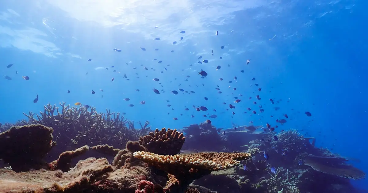 Australian coral reefs face risk of collapse within 50 years without drastic action, global assessment finds