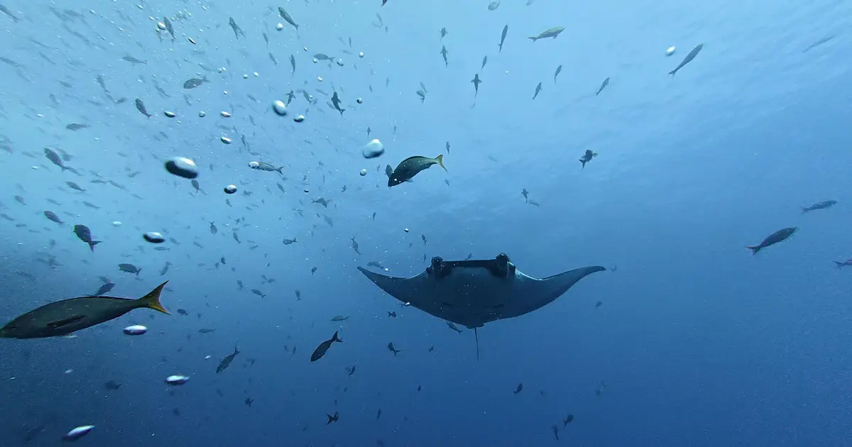 Baby manta rays hunker down close to coasts before facing the open ocean's dangers