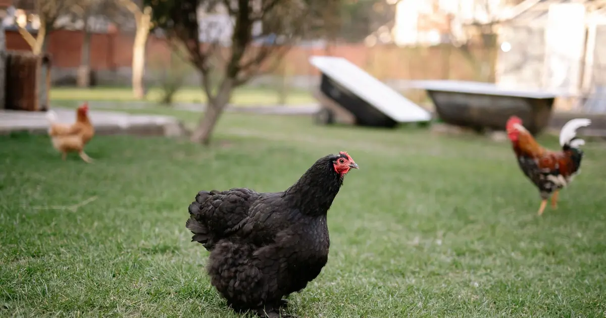 Bird flu is deadly for backyard chickens—and even cats. A vet expert explains