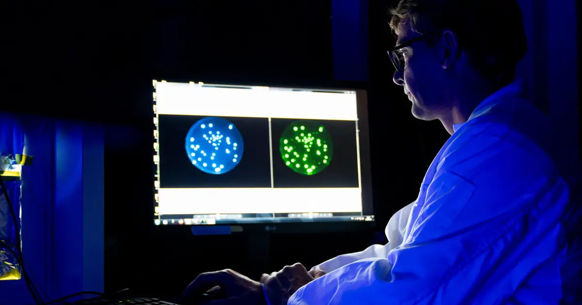 Sex-like DNA exchange in starving bacteria occurs over 100 times more often than spontaneous mutations