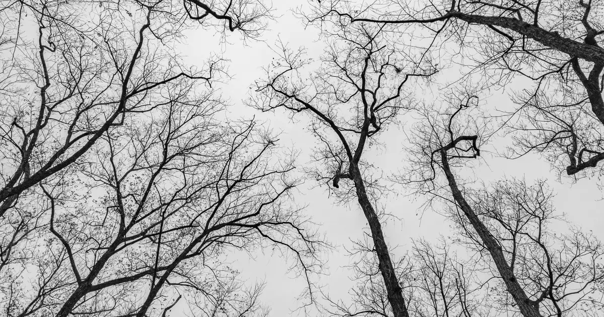 Heat waves: Why British trees are shedding branches and dying