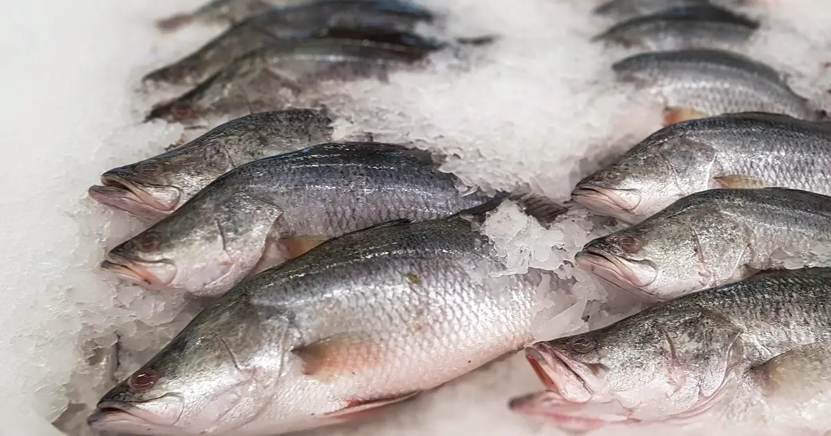 How barramundi research gives breeders more control