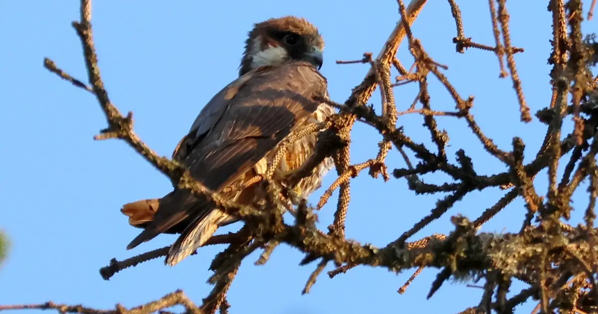 Twilight hunt reveals falcon feasting on unusual prey at Greek lagoon