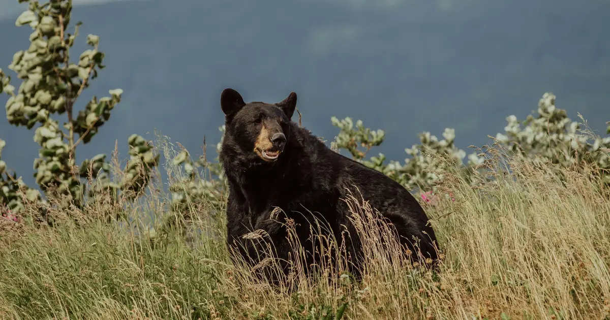 Quiet outings linked to more frequent dangerous wildlife encounters