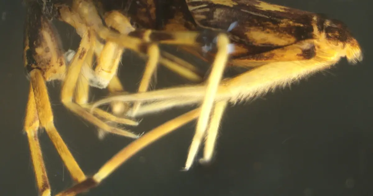Five new springtail species discovered in China