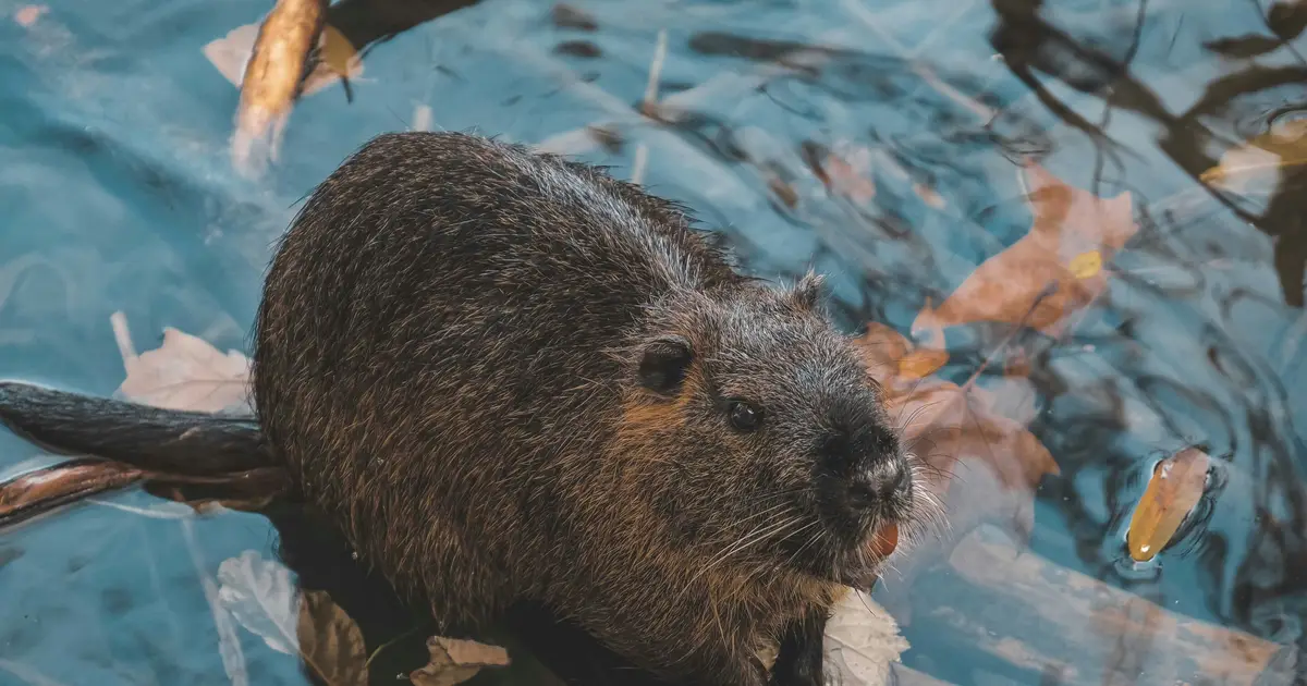 How beavers can help create fire breaks as part of a drought preparation plan