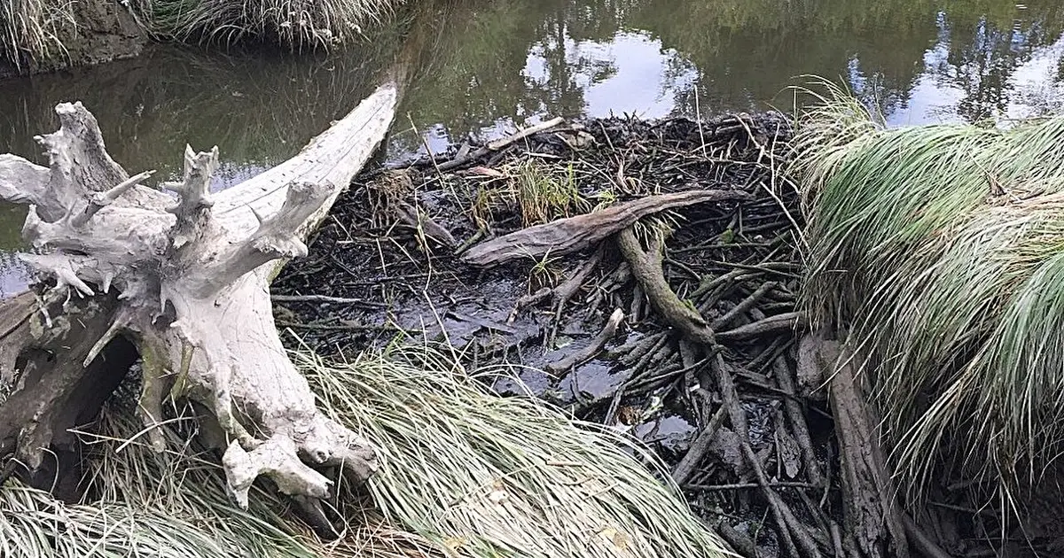 Beavers thrive in river estuaries along North America's northwest coast