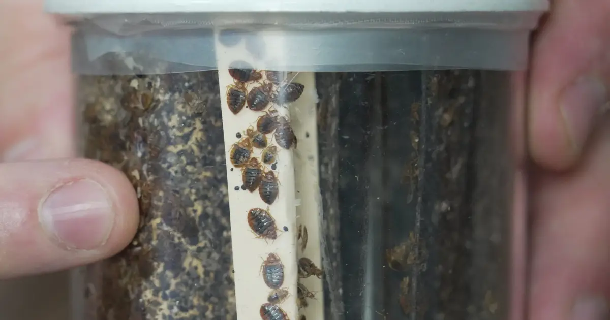 Bedbugs can cause people to lose sleep—and blood. Here's what to do about them