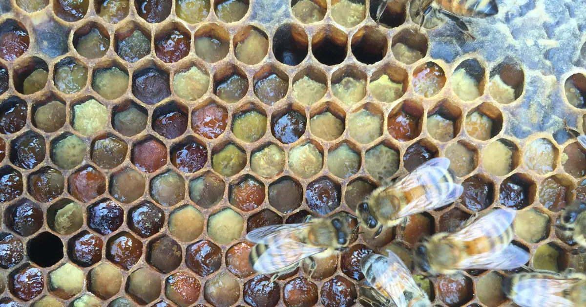 Beehives act as 'living immune systems' with layered antimicrobial defenses