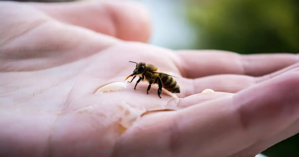 Australia has already spent more than $100 million dealing with Varroa mite. Here's what we can do next