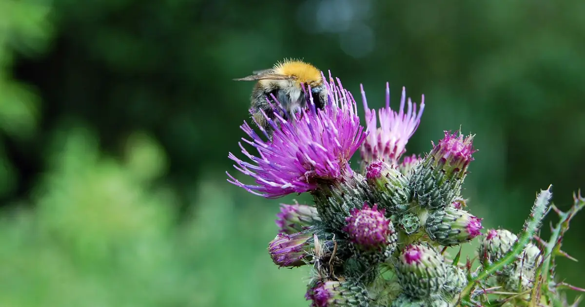Sheep grazing may pose greater threat to Scotland's wild pollinators than honey bees