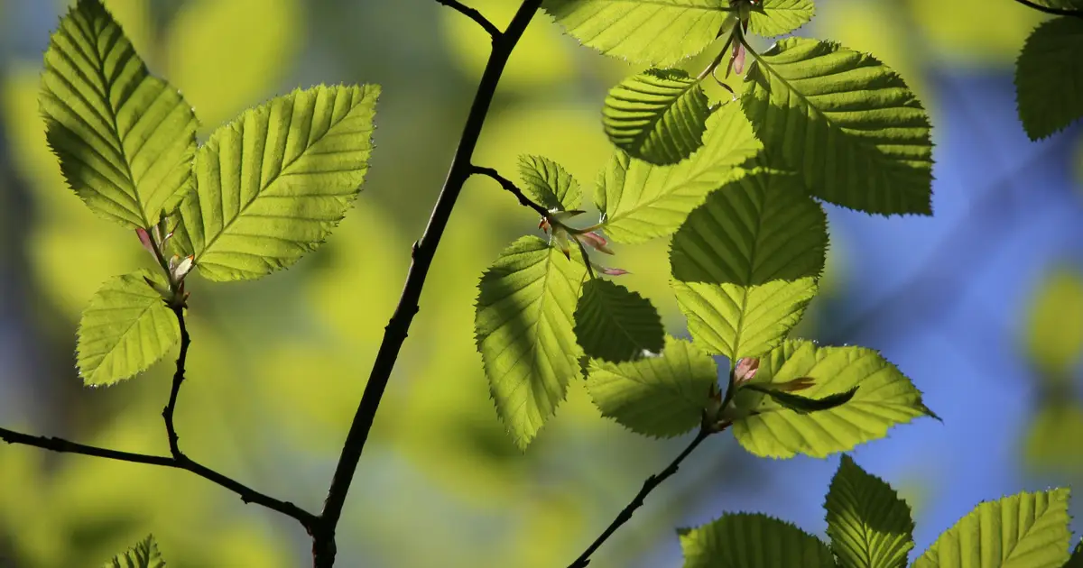 Early growth differences help explain which beech trees survive forest competition