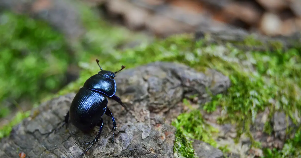 How sex with multiple mates can help save species from extinction