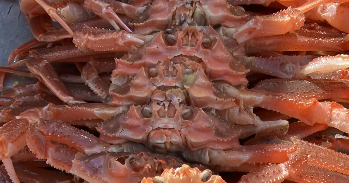 Bering Sea heat wave linked to a surprising boom in the number of hybrid crabs