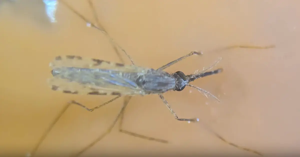 Beyond bread and beer, alluring yeast species could yield new mosquito traps to combat malaria